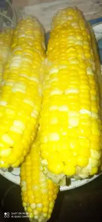IMG_20221008_204706.webp
