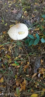 IMG_20221013_151737.webp