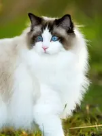 Ragdoll_13.webp
