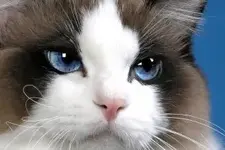 ragdoll-cat-eyes-full.webp