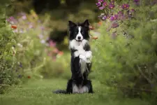 border-collie-wallpaper_721696.jpg