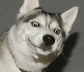 is-that-funny-husky-memes-1.webp