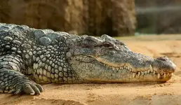крлкодил tild3036-6532-4465-a431-333437343764__nile-crocodile-24501.webp