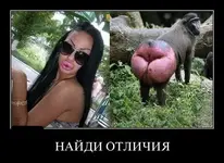 smeshnye_kartinki_06.webp