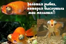 images_12137.webp
