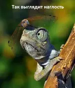 images_9930.webp