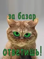 Котик.webp