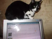 Изображение 065.webp