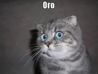 unnamed (8).webp unnamed (8).webp