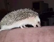 zlobnyj-ezhik_197.webp zlobnyj-ezhik_197.webp