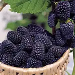 FB_IMG_1559299617092.webp