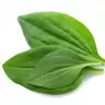 Plantago