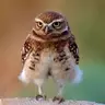 owl