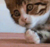 cat-kitty (1).gif