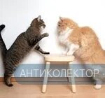 Без назви.webp