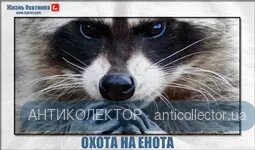 66665.webp
