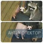 70988_original.webp